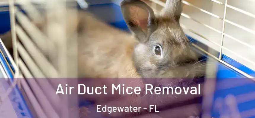 Air Duct Mice Removal Edgewater - FL